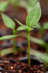 Image showing Green seedling