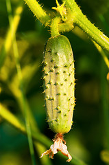 Image showing Green cucumber