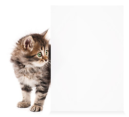 Image showing Kitten with blank