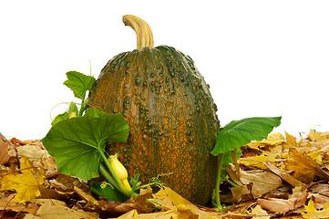 Image showing Ripe pumpkins