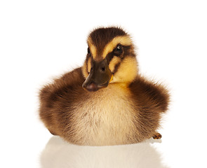 Image showing Domestic duckling