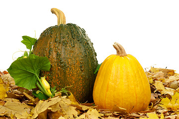 Image showing Ripe pumpkins