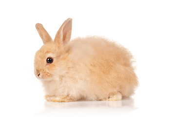 Image showing Cute rabbit