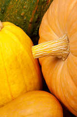 Image showing Ripe pumpkins