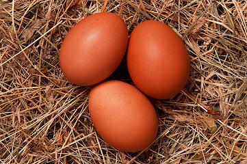 Image showing Eggs in nest