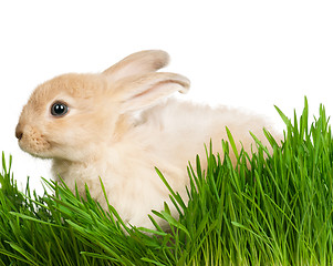 Image showing Rabbit in grass