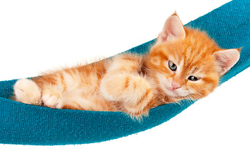 Image showing Red kitten