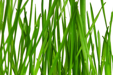 Image showing Wheat grass