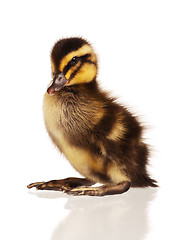 Image showing Domestic duckling