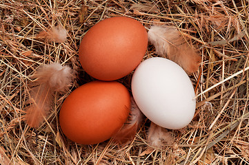 Image showing Eggs in nest