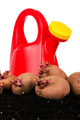 Image showing Potatoes sprouts