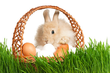 Image showing Rabbit in grass