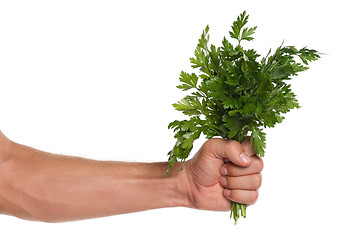 Image showing Hand with parsley