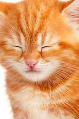 Image showing Red kitten