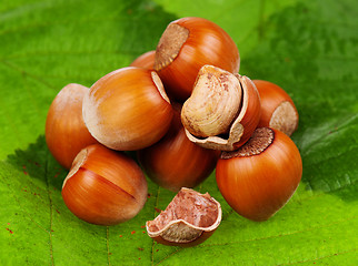 Image showing Hazelnut