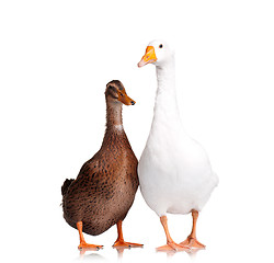 Image showing Duck and goose