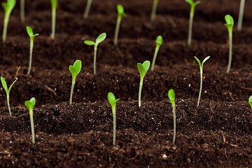 Image showing Green seedling