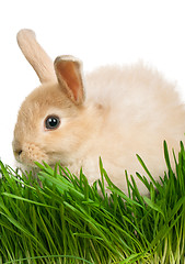 Image showing Rabbit in grass