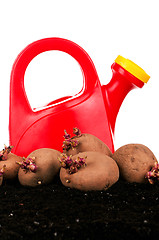 Image showing Potatoes sprouts