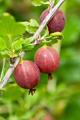 Image showing Gooseberries