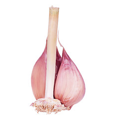 Image showing Fresh garlic