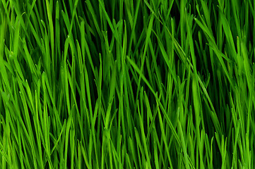 Image showing Wheat grass