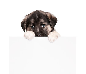 Image showing Puppy with paper