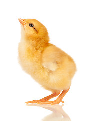 Image showing Little chicken