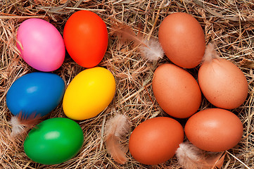 Image showing Eggs in nest