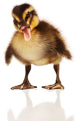 Image showing Domestic duckling