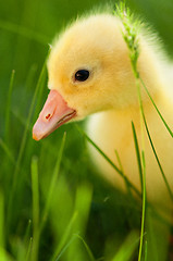 Image showing Domestic gosling