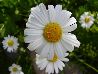 Image showing Flower