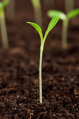 Image showing Green seedling