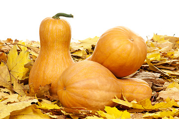 Image showing Ripe pumpkins