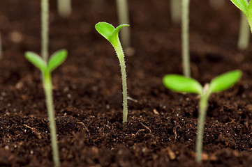 Image showing Green seedling