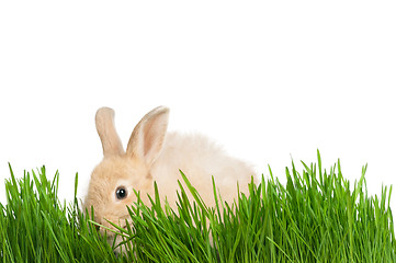 Image showing Rabbit in grass