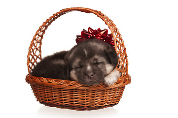 Image showing Cute puppy