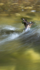 Image showing Rocks in a streamlet