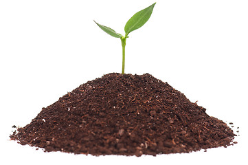 Image showing Green seedling