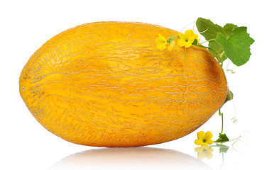 Image showing Cantaloupe melon