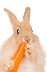 Image showing Cute rabbit