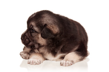 Image showing Cute puppy