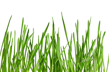 Image showing Wheat grass