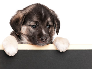 Image showing Puppy with blackboard