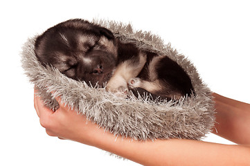 Image showing Cute puppy