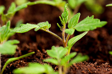 Image showing Green seedling