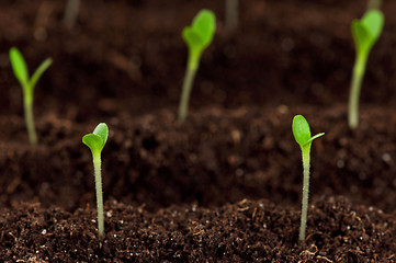 Image showing Green seedling