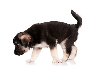 Image showing Cute puppy