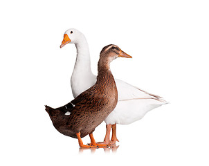 Image showing Duck and goose