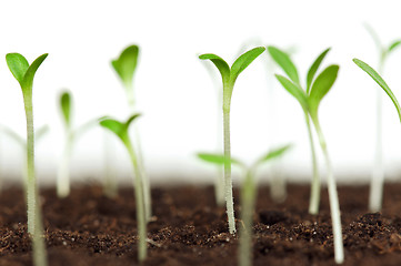 Image showing Green seedling